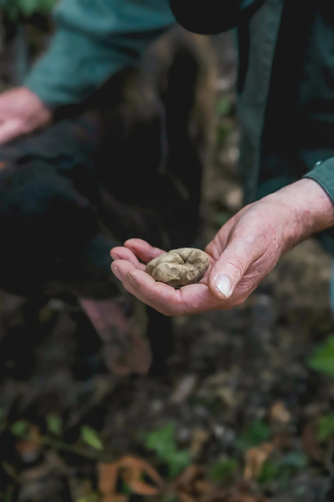Tartufo appena raccolto tra le mani, nel bosco
