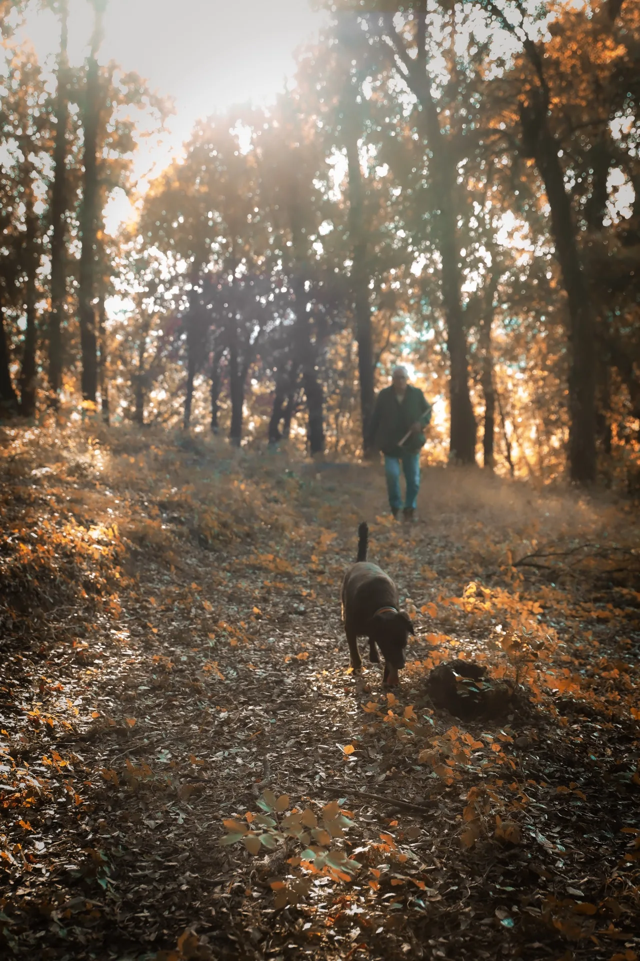 Il cane cerca tartufi nel bosco