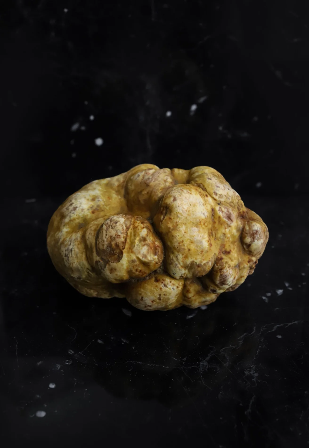 Tartufo bianco su marmo nero — Savitar Tartufi