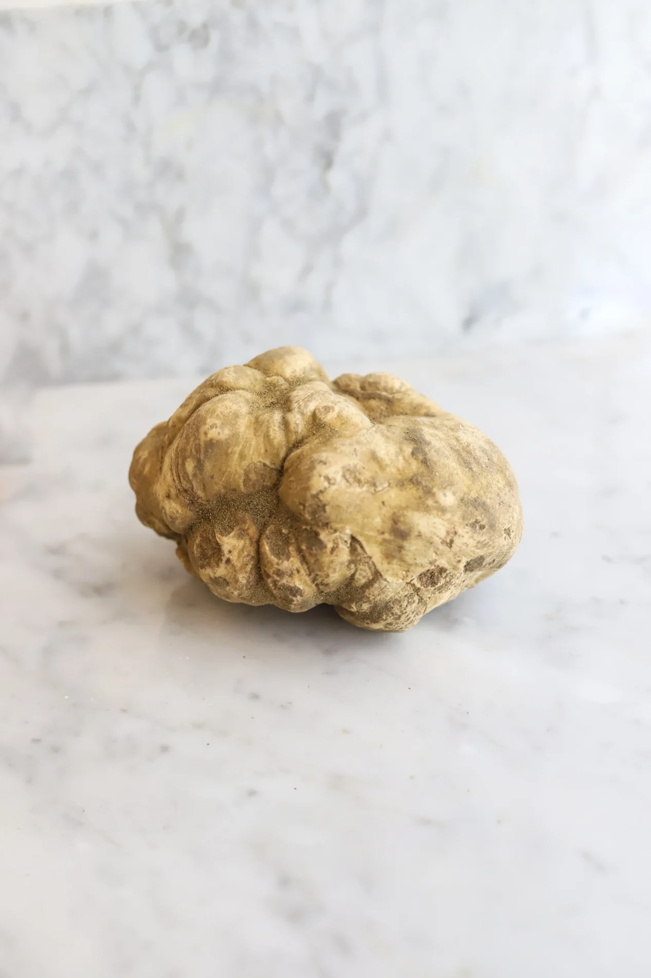 Tartufo bianco fresco Savitar Tartufi